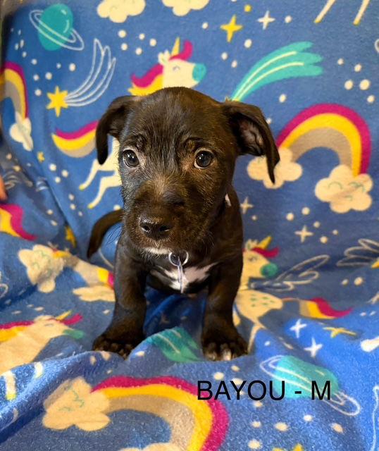 Bayou CA, Adoptable, Puppy Male Wire Fox Terrier & Labrador Retriever.