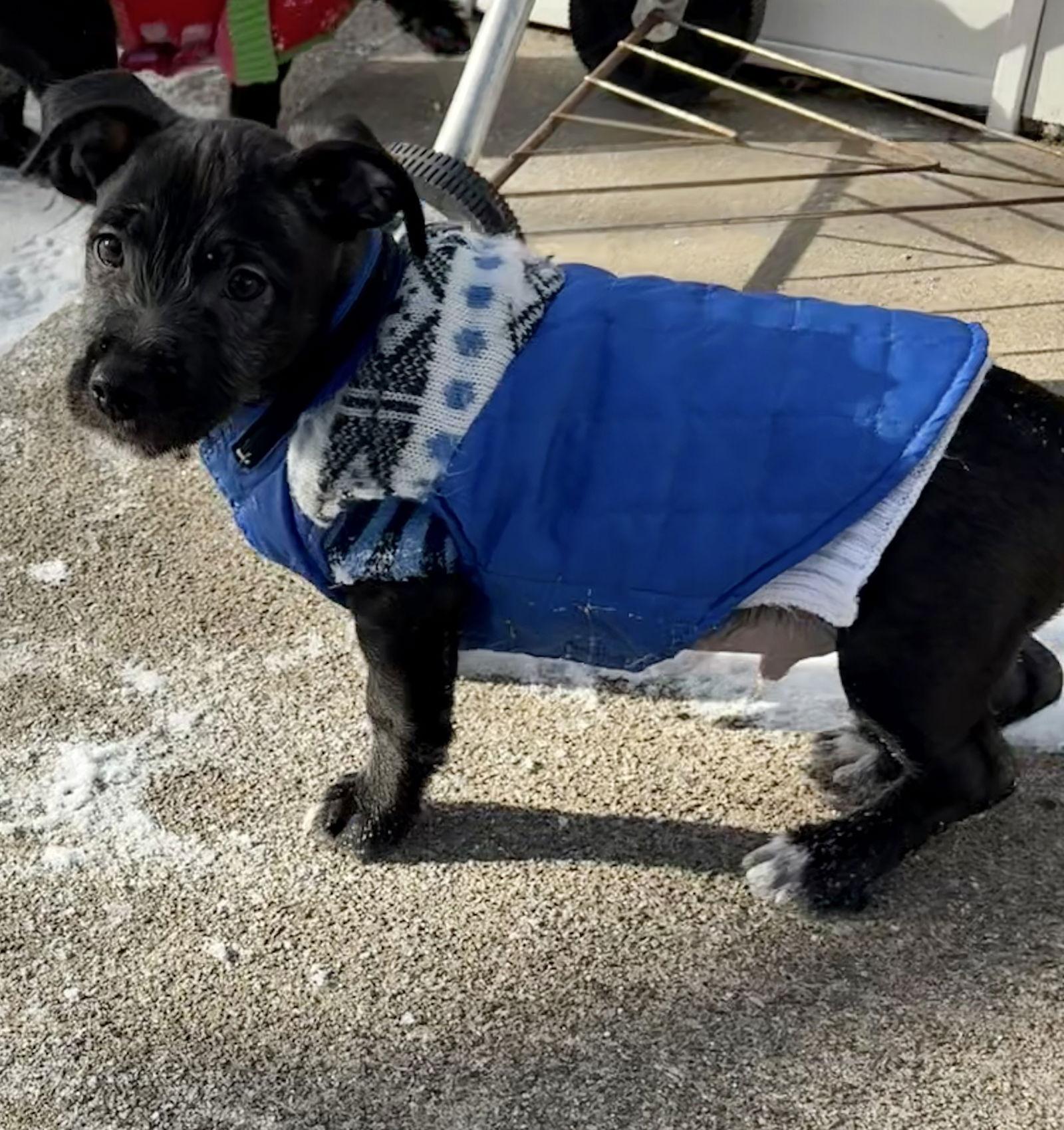 Enlarge Bayou CA, a Adopted mixed breed in Hillside, IL image 3/3