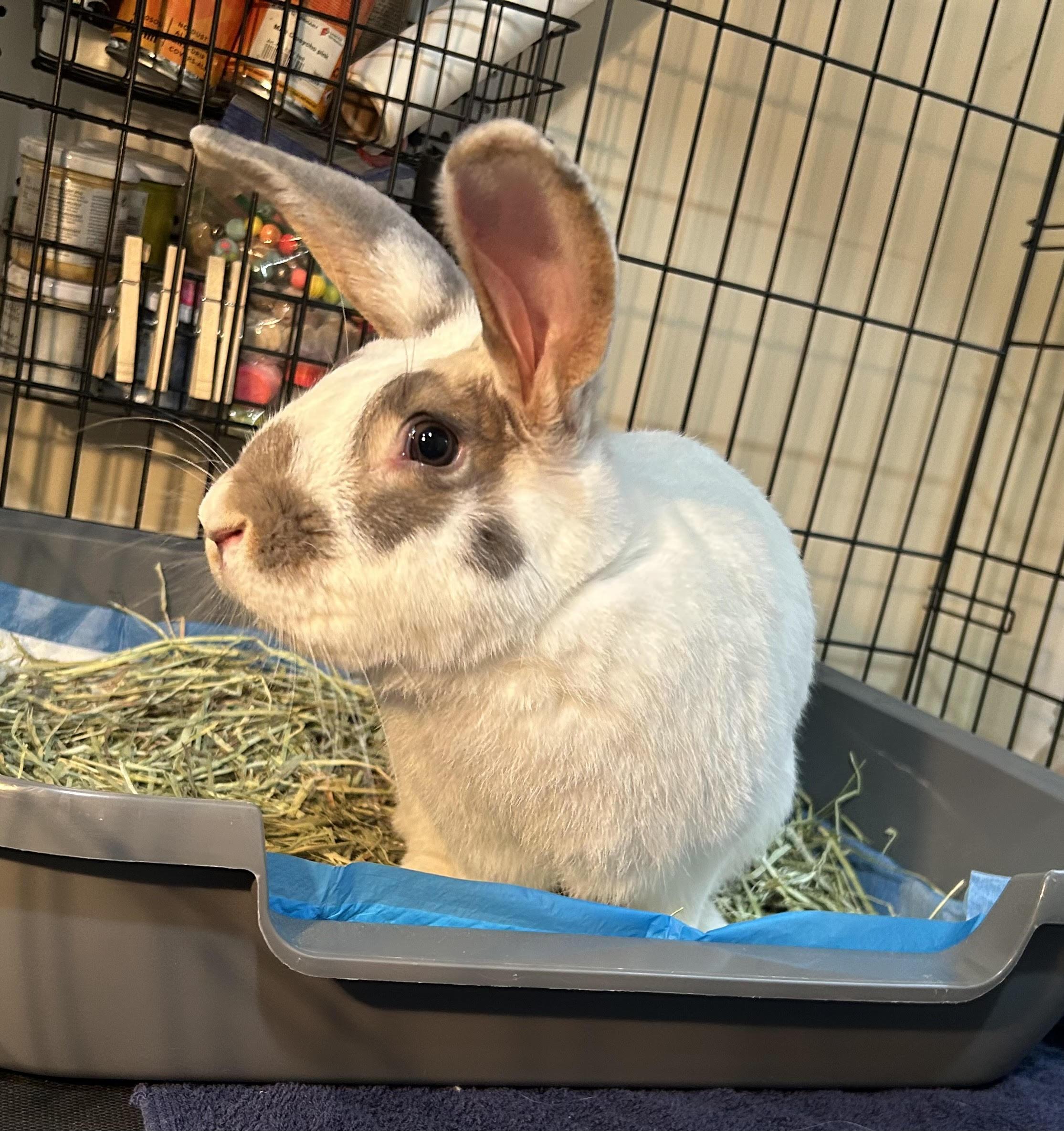 Enlarge SOLOMON, a Adoptable Bunny Rabbit in Forest Hills, NY image 2/6