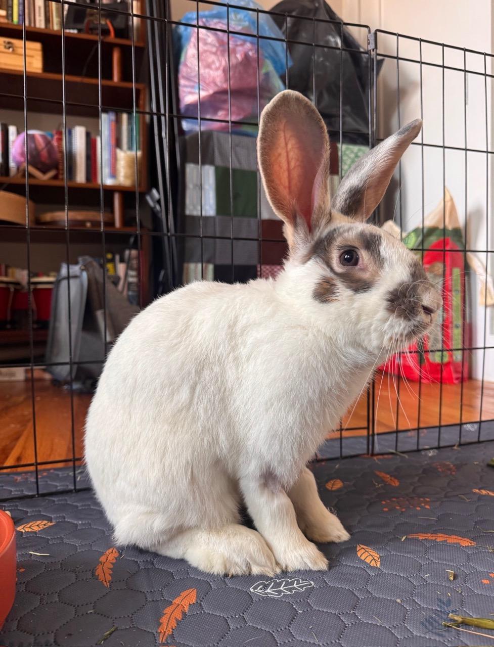 Enlarge SOLOMON, a Adoptable Bunny Rabbit in Forest Hills, NY image 5/6