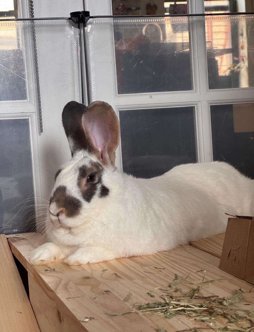 Enlarge SOLOMON, a Adoptable Bunny Rabbit in Forest Hills, NY image 6/6