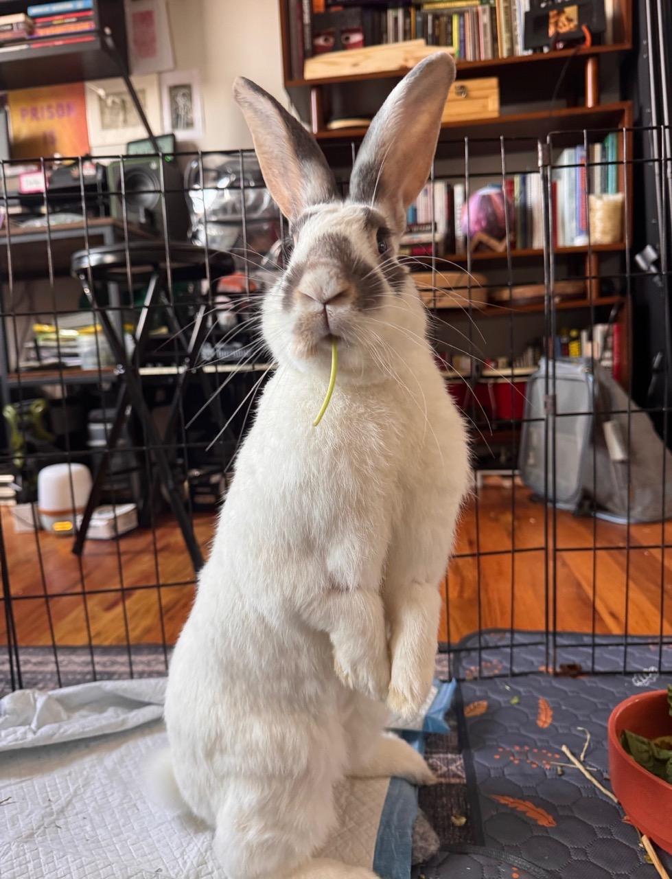 Enlarge SOLOMON, a Adoptable Bunny Rabbit in Forest Hills, NY image 4/6