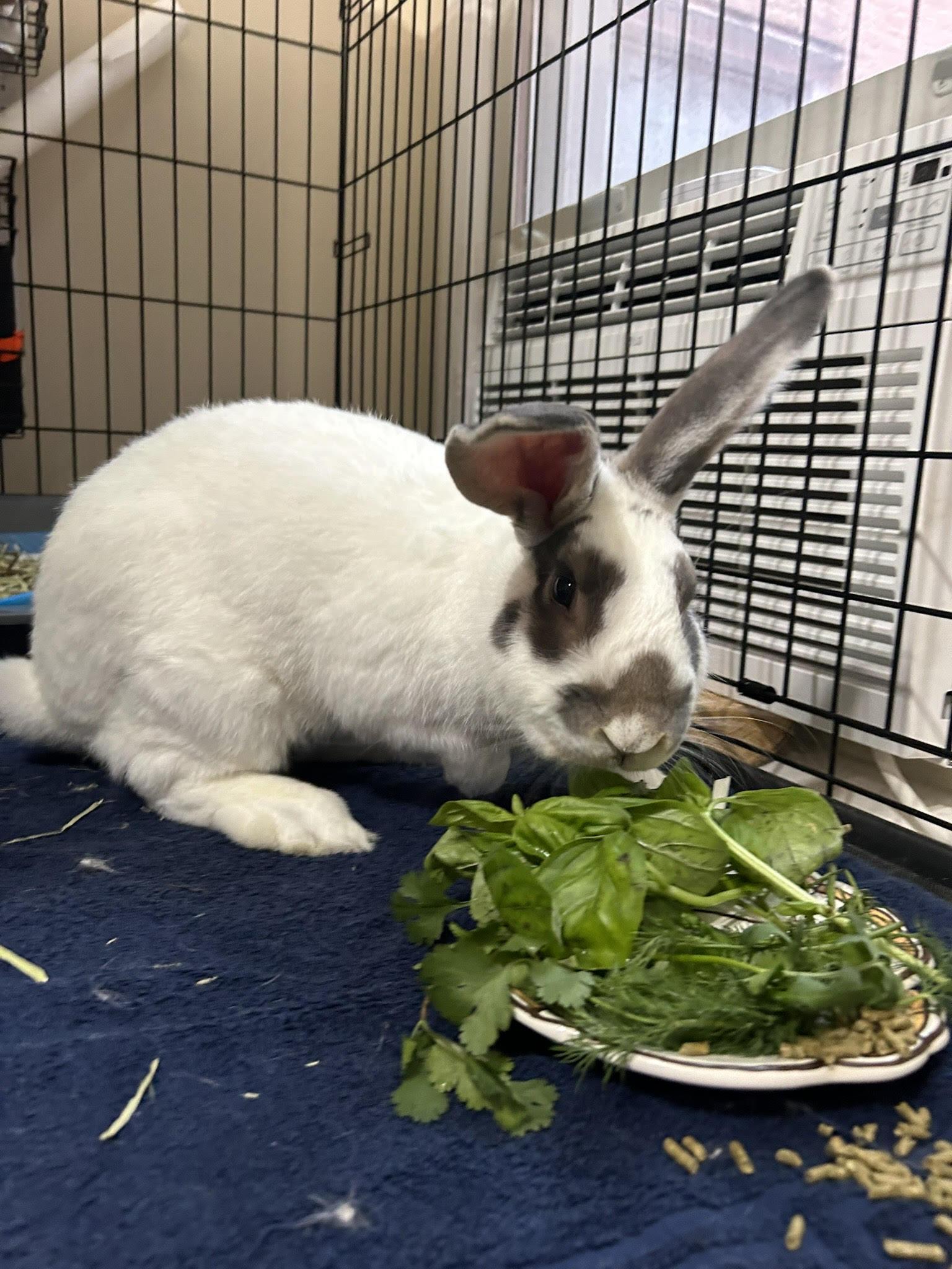 Enlarge SOLOMON, a Adoptable Bunny Rabbit in Forest Hills, NY image 3/6