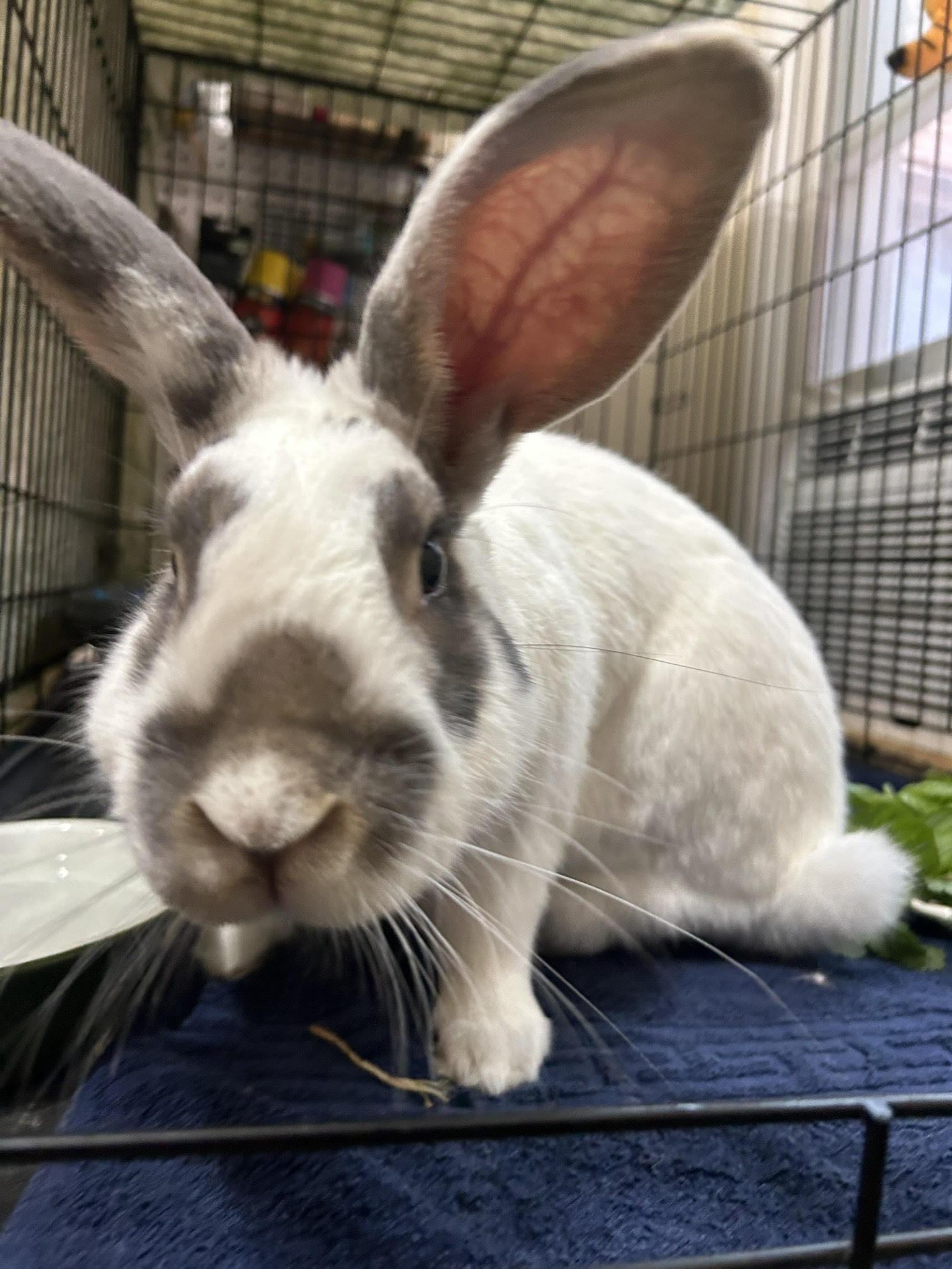 Enlarge SOLOMON, a Adoptable Bunny Rabbit in Forest Hills, NY image 1/6