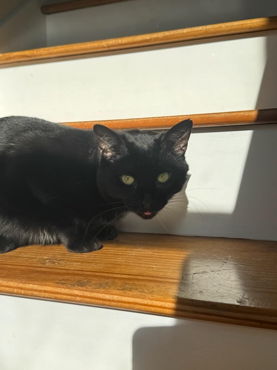 Harley, a ADOPTABLE Domestic Short Hair in Watertown, MA image 4/5