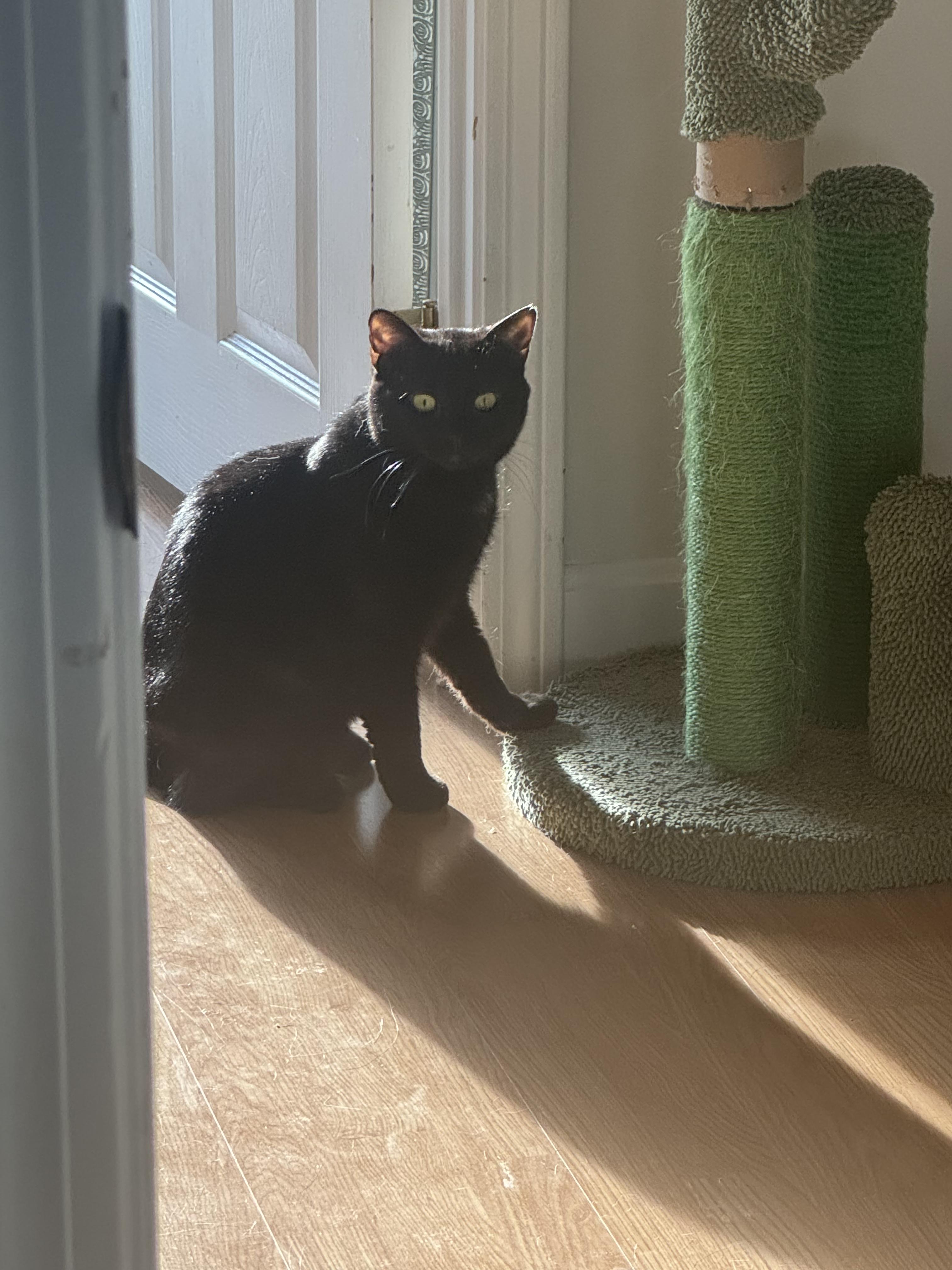 Harley, a ADOPTABLE Domestic Short Hair in Watertown, MA image 2/5