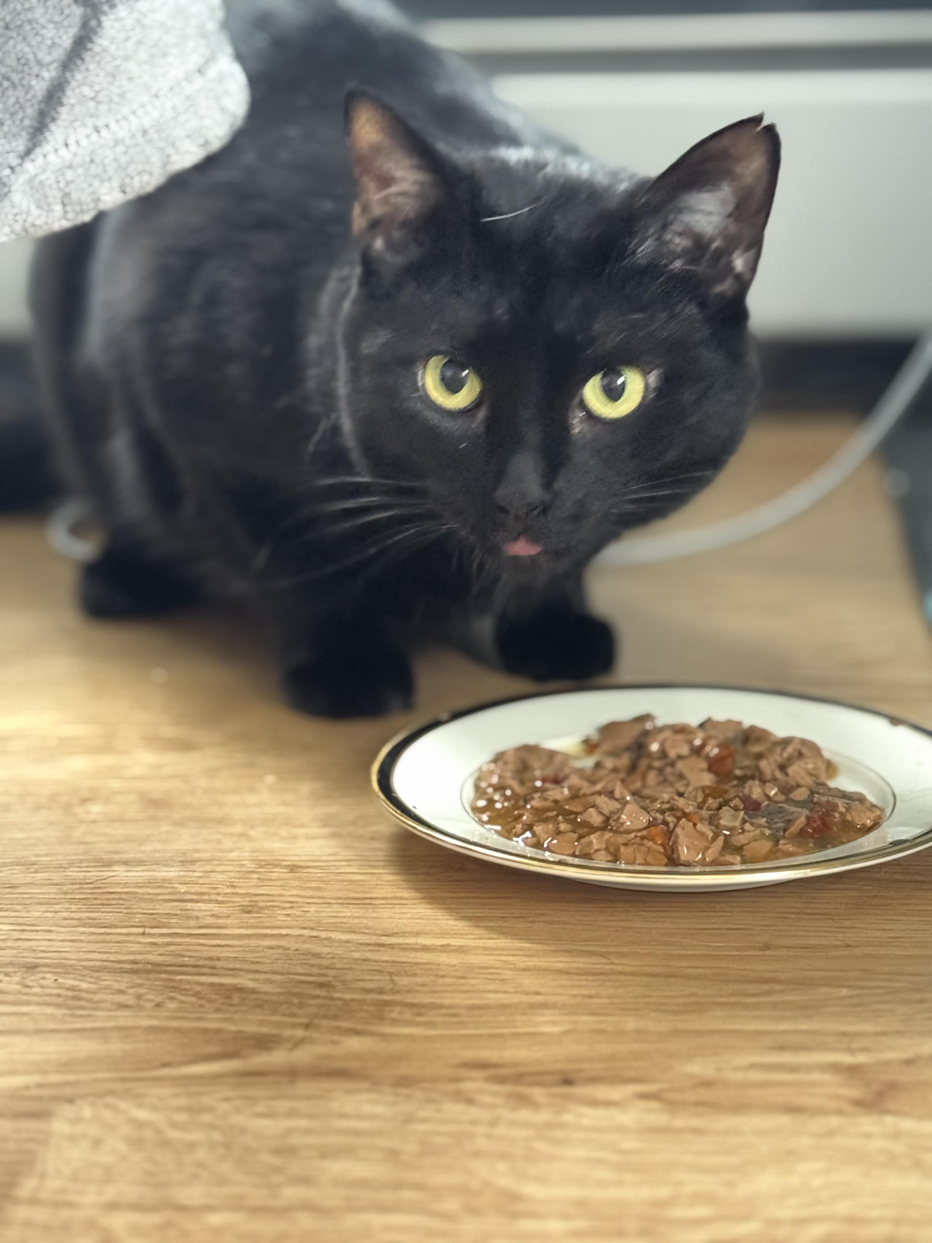 Harley, a ADOPTABLE Domestic Short Hair in Watertown, MA image 3/5