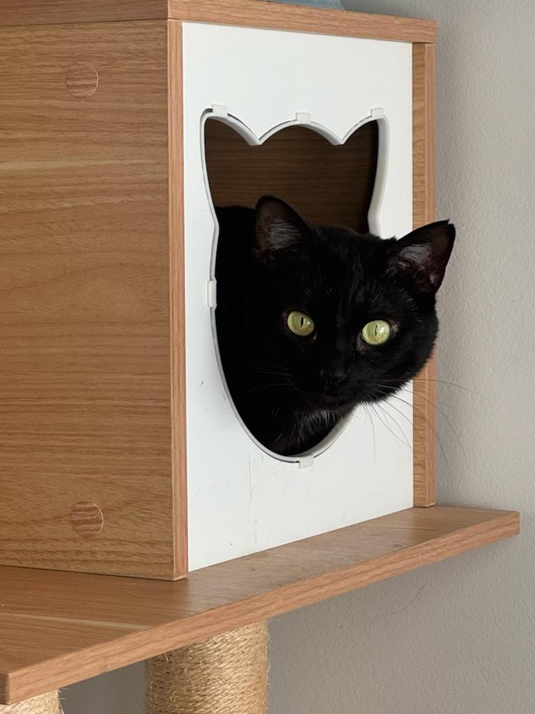 Harley, a ADOPTABLE Domestic Short Hair in Watertown, MA image 1/5
