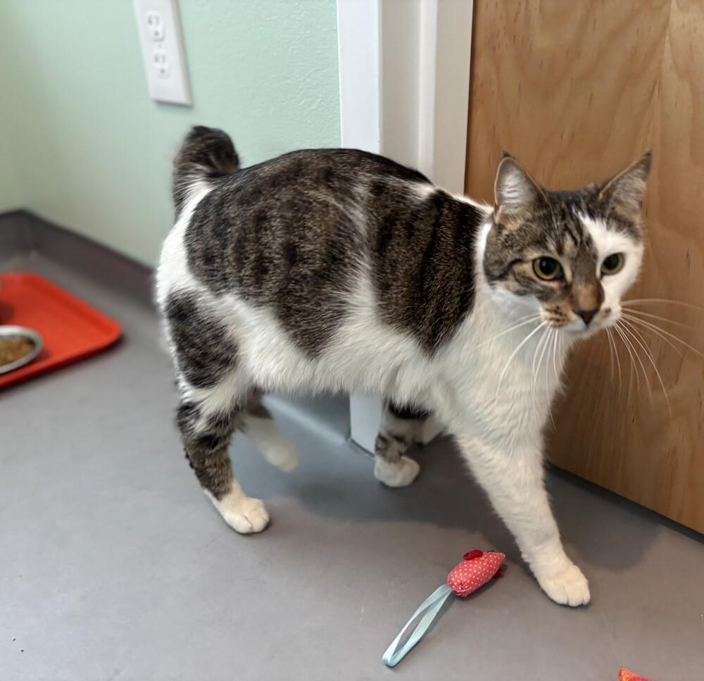 Bonita, Adoptable, Adult Female Domestic Short Hair.