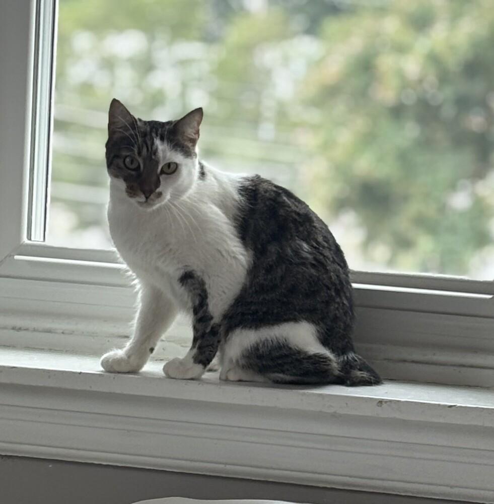 Enlarge Bonita, a Adoptable mixed breed in Norristown, PA image 2/3