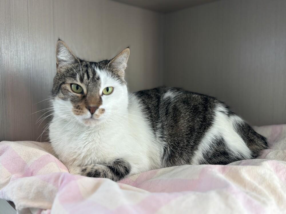 Enlarge Bonita, a Adoptable mixed breed in Norristown, PA image 3/3