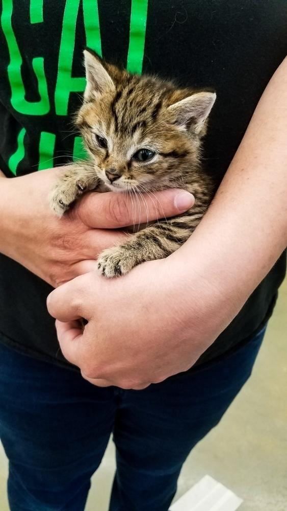 Vulcan, Adoptable, Kitten Male Domestic Short Hair & Domestic Short Hair.