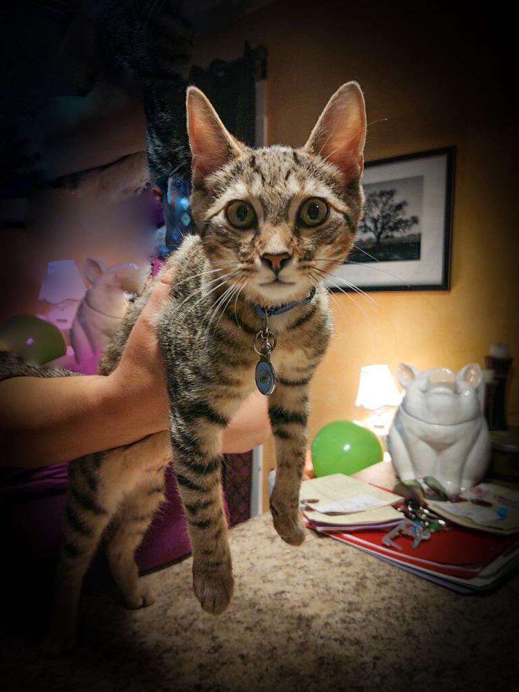 Enlarge Vulcan, a Adoptable mixed breed in Campobello, SC image 2/6