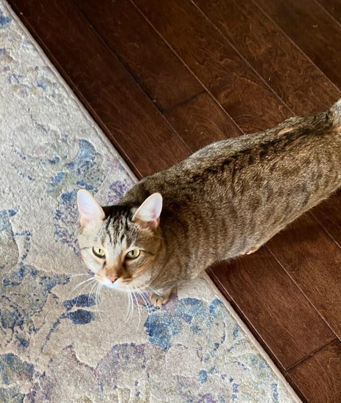 Enlarge Vulcan, a Adoptable mixed breed in Campobello, SC image 3/6