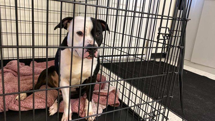 Mara, Adoptable, Adult Female Terrier.