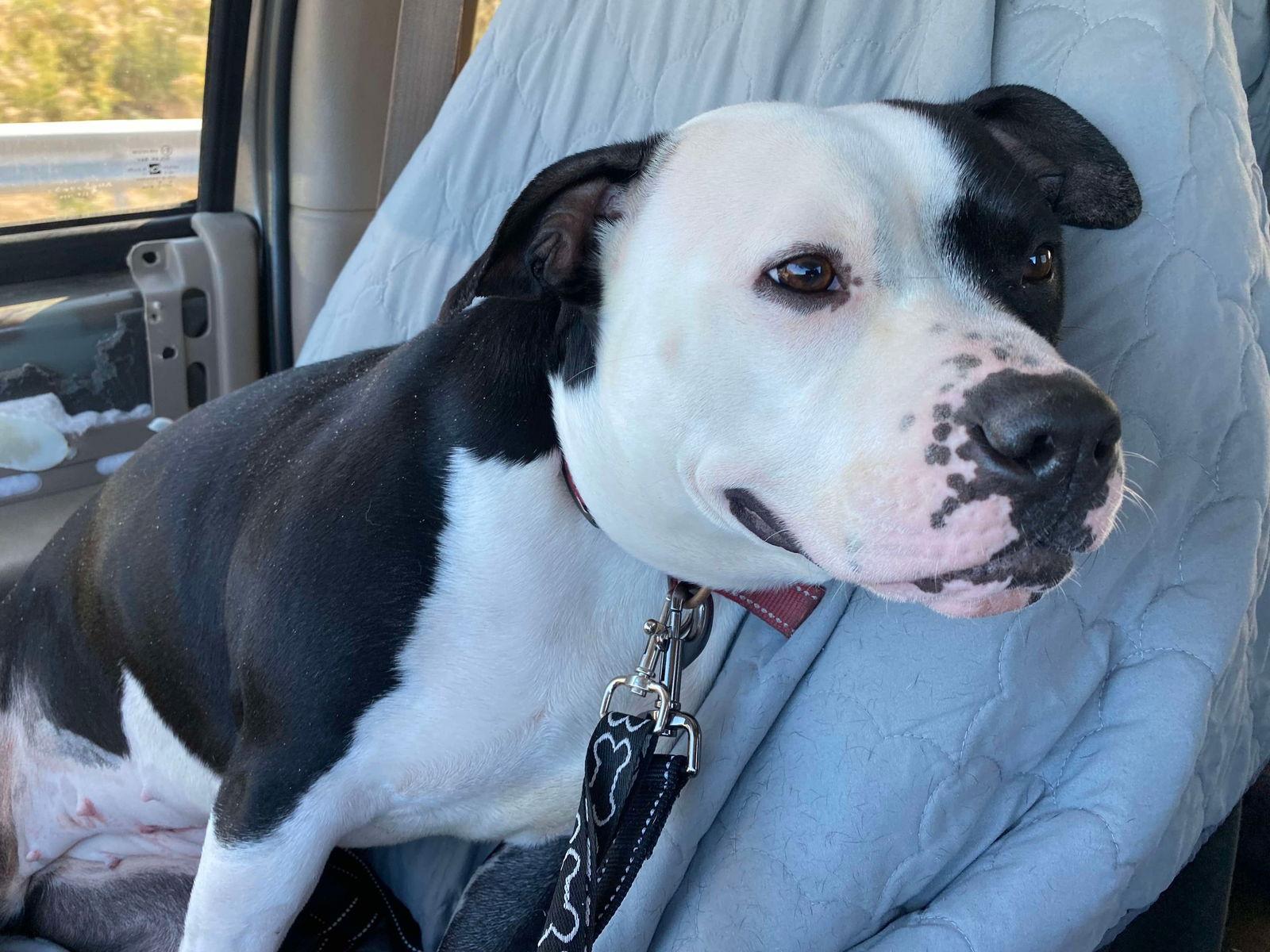 Mara, a Adoptable Terrier in Lewistown, PA image 2/3