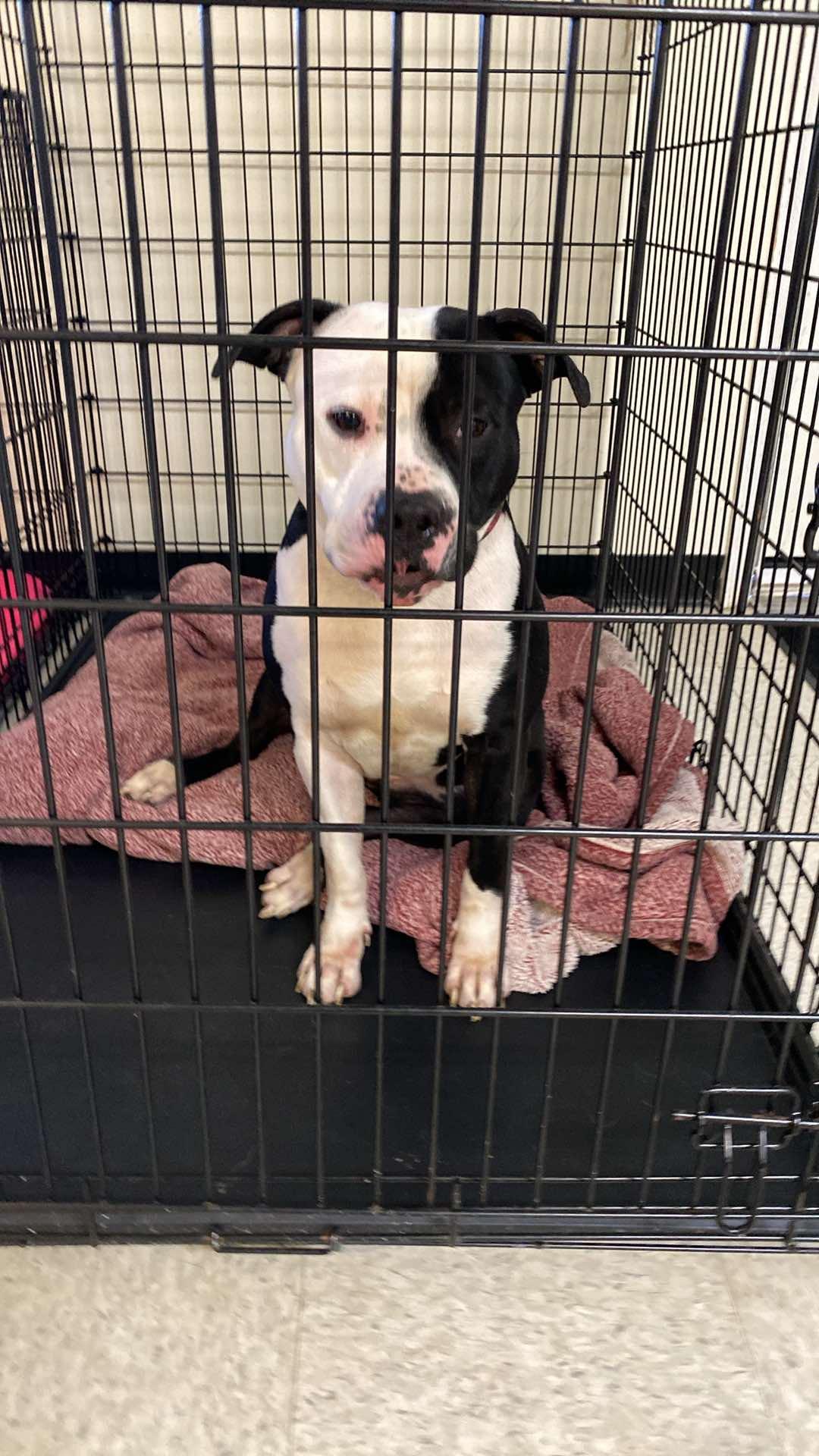 Mara, a Adoptable Terrier in Lewistown, PA image 3/3