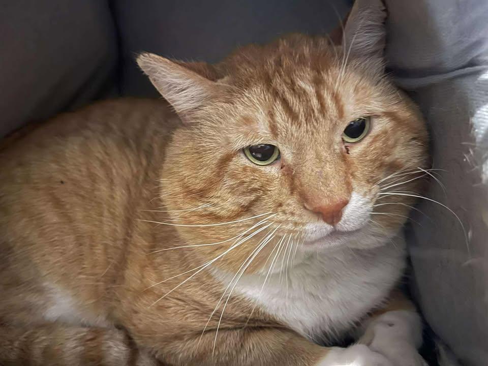 Angus, adoptable, Adult Male Domestic Short Hair.