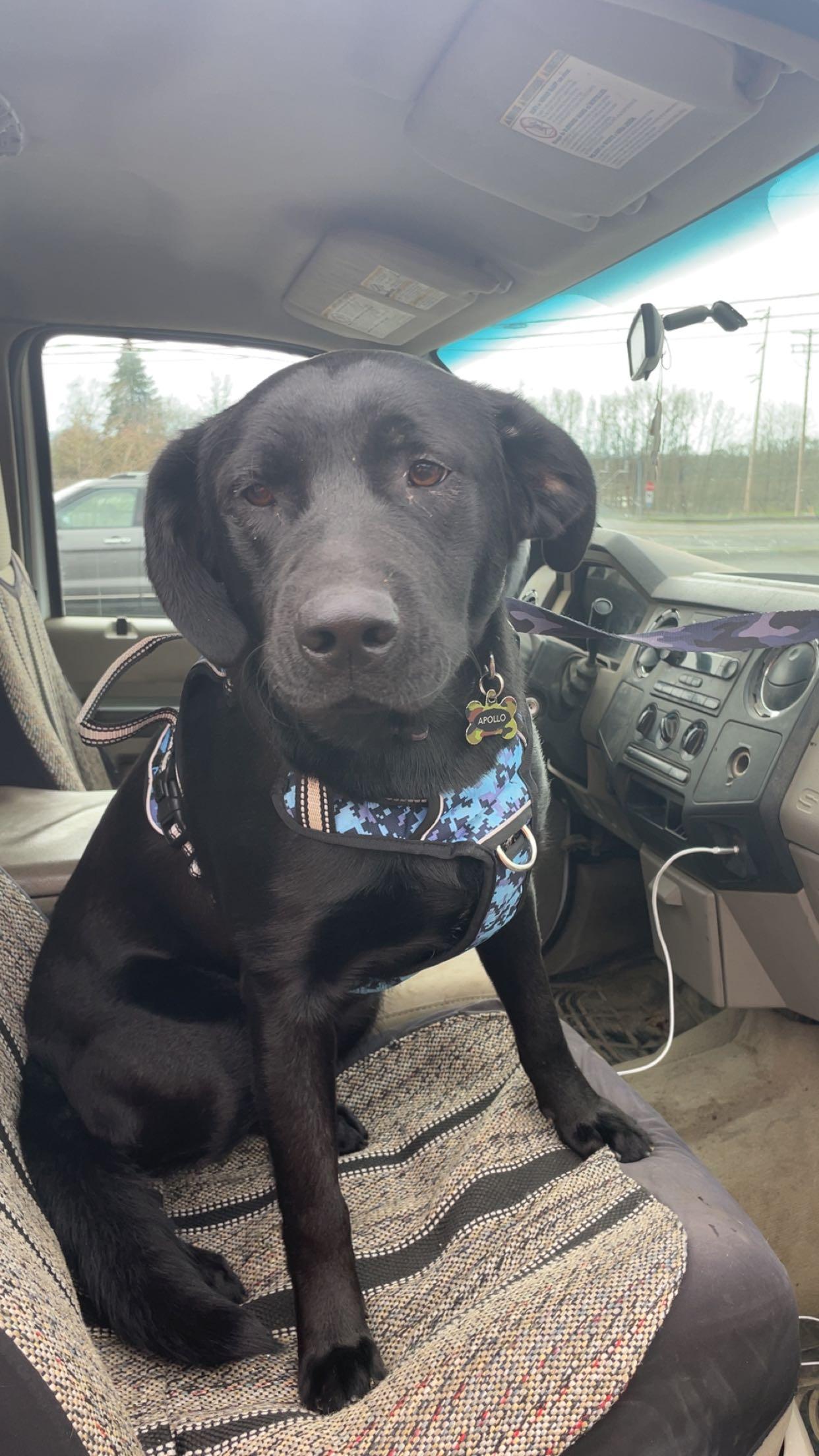 Apollo, Adoptable, Adult Male Labrador Retriever.