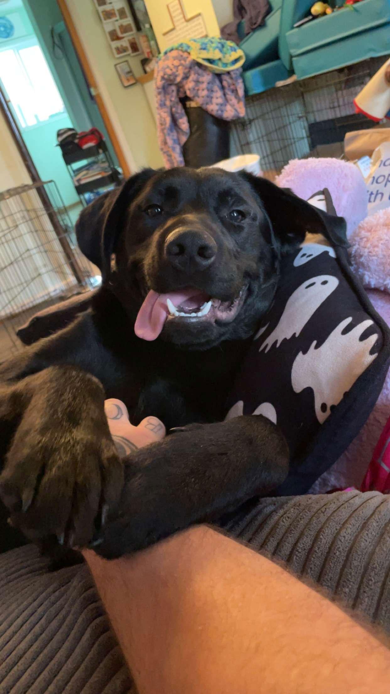 Enlarge Apollo, a Adoptable Labrador Retriever in St. Helens, OR image 2/2