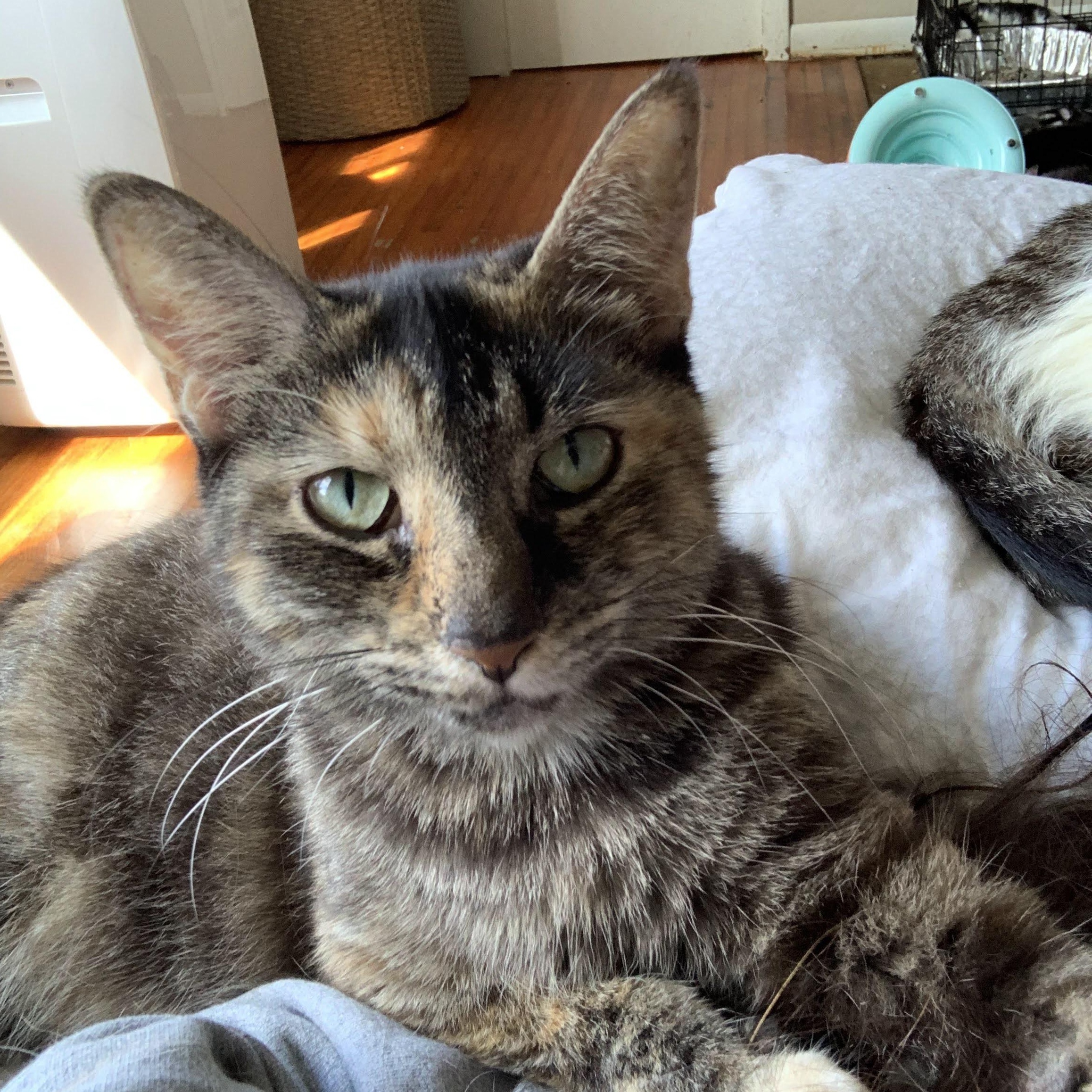 Enlarge Viola, a Adoptable Domestic Short Hair in Buffalo, NY image 2/2