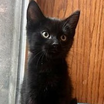 Orzo, adopted, Kitten Male Domestic Short Hair.