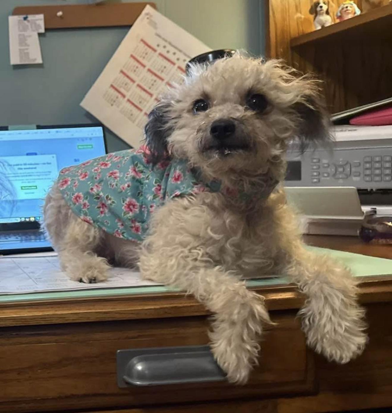 Enlarge Reba , an adoption pending mixed breed in Milford, CT image 3/6