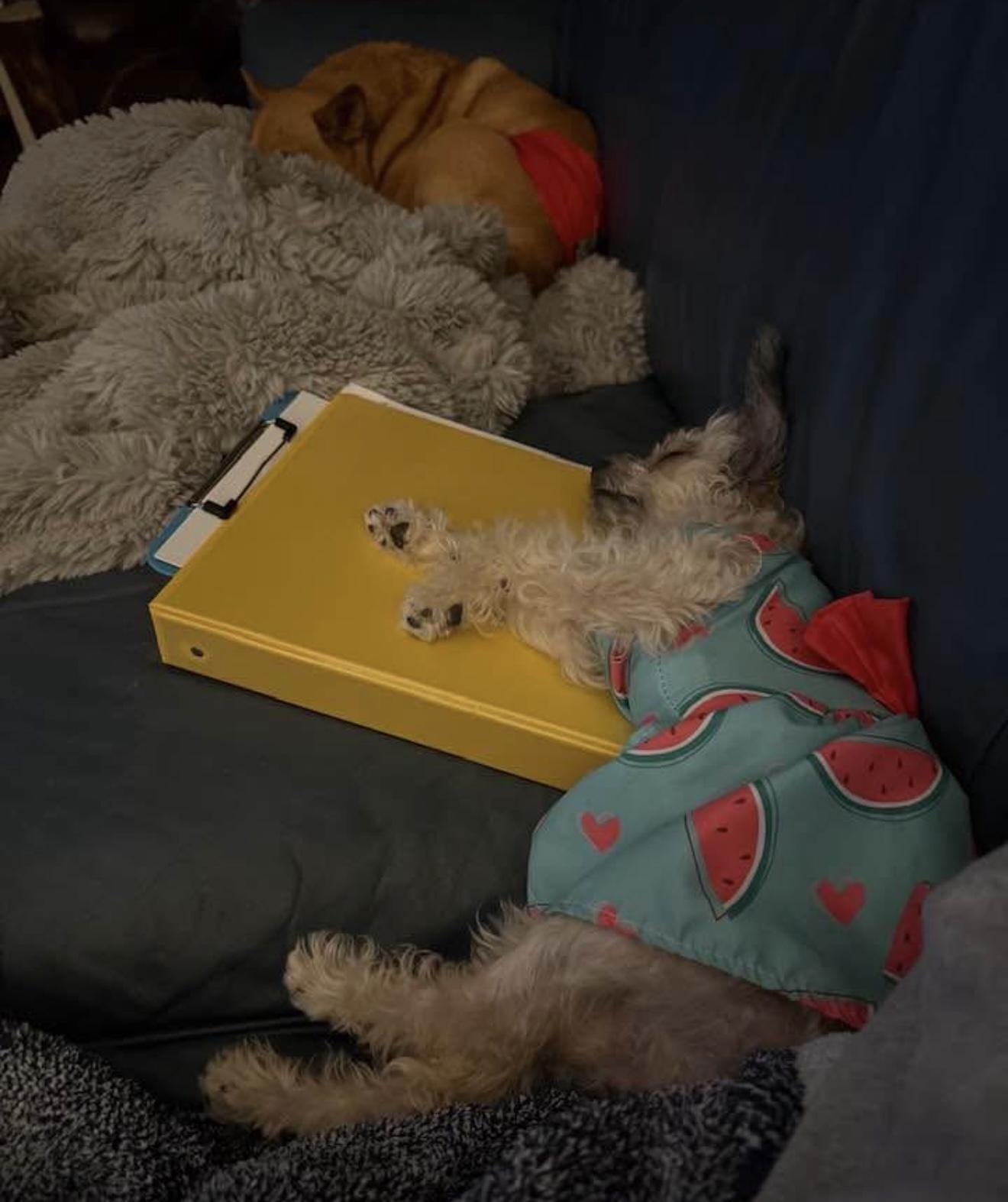 Enlarge Reba , an adoption pending mixed breed in Milford, CT image 2/6