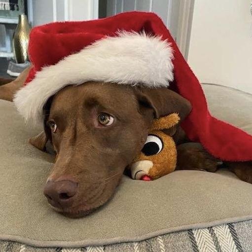 Annie, ADOPTABLE, Adult Female Labrador Retriever.