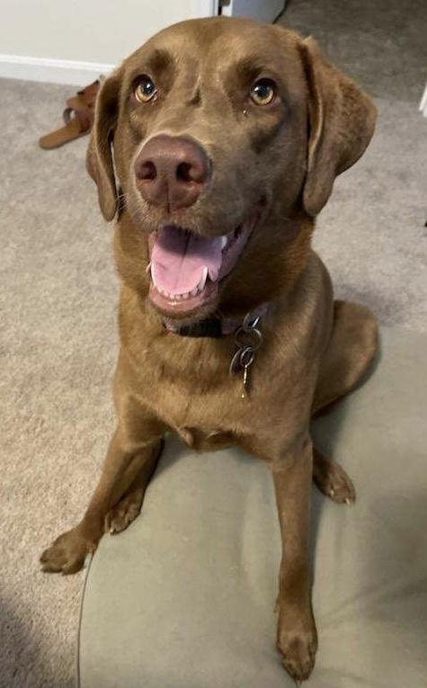 Enlarge Annie, a ADOPTABLE Labrador Retriever in San Francisco, CA image 5/6