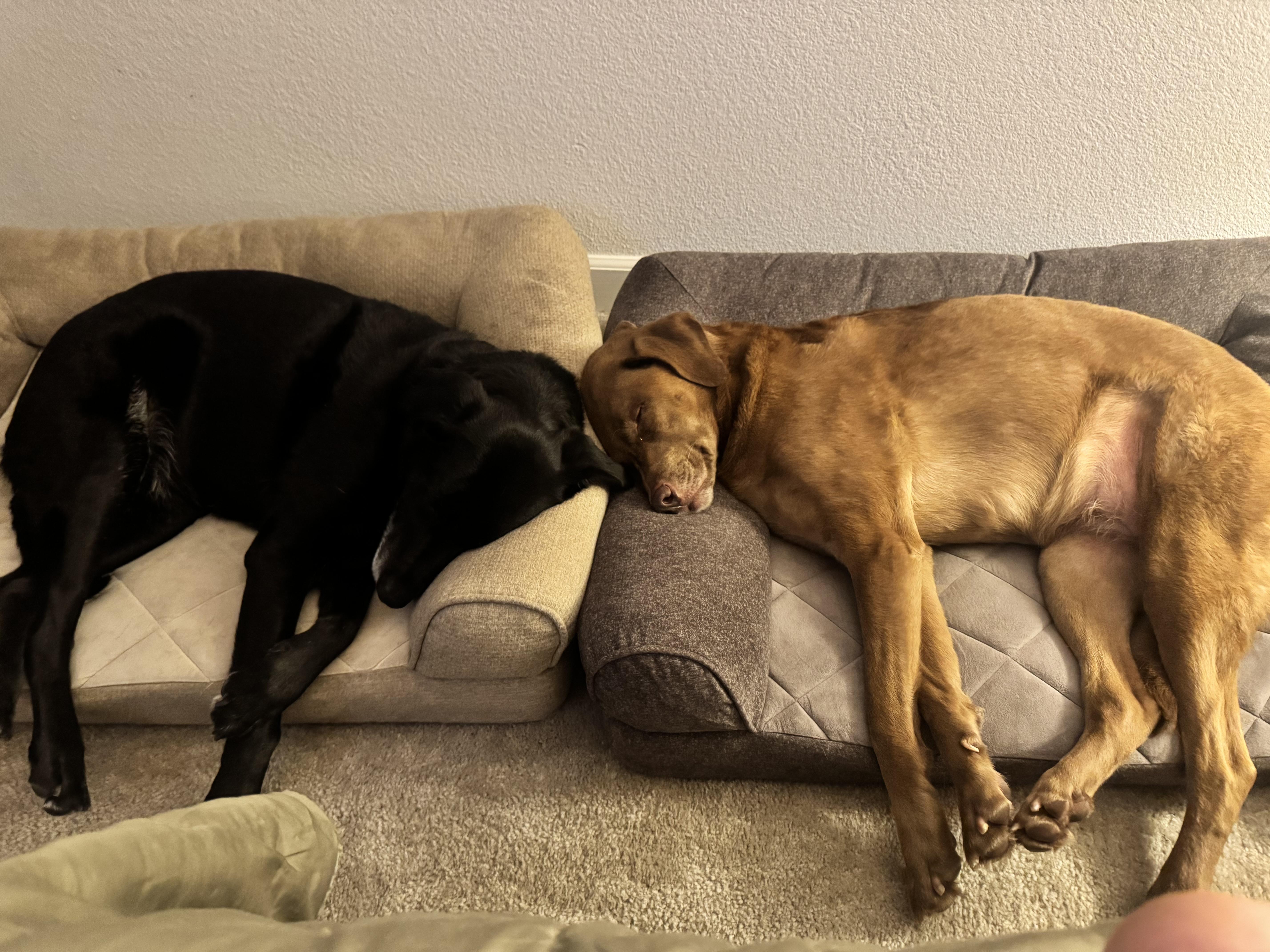 Enlarge Annie, a ADOPTABLE Labrador Retriever in San Francisco, CA image 2/6