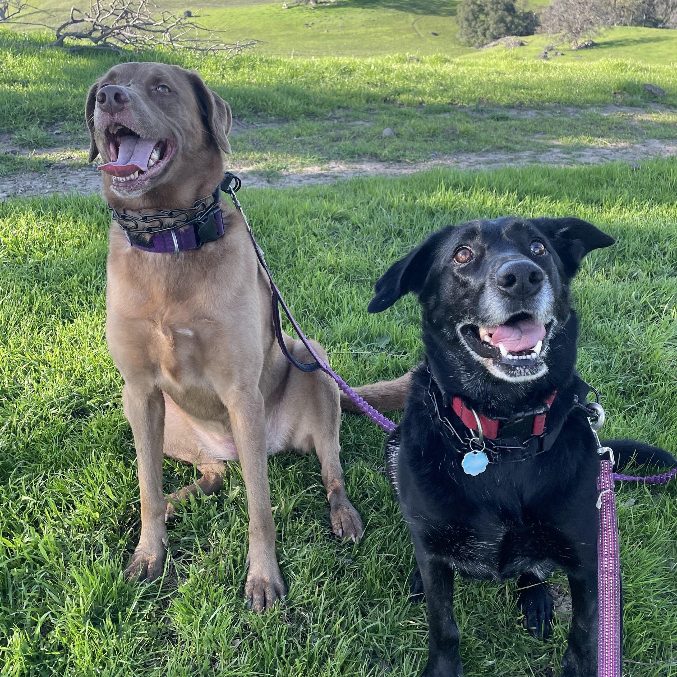 Enlarge Annie, a ADOPTABLE Labrador Retriever in San Francisco, CA image 6/6