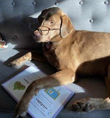 Enlarge Annie, a ADOPTABLE Labrador Retriever in San Francisco, CA image 4/6