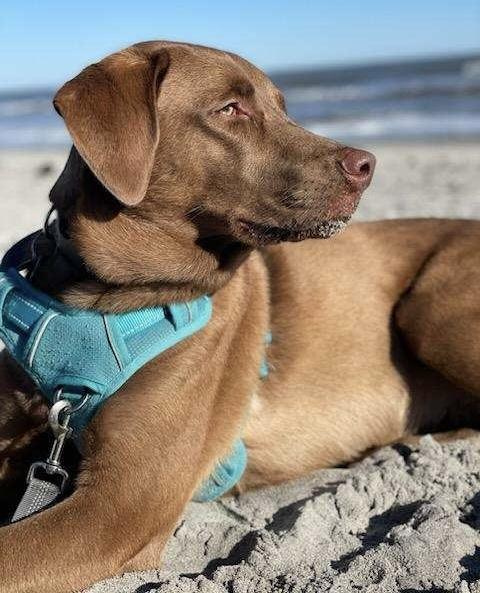 Enlarge Annie, a ADOPTABLE Labrador Retriever in San Francisco, CA image 3/6