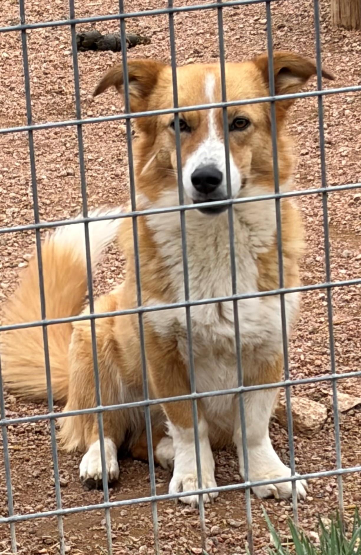Enlarge Polly, a ADOPTABLE mixed breed in Greeley, CO image 2/2