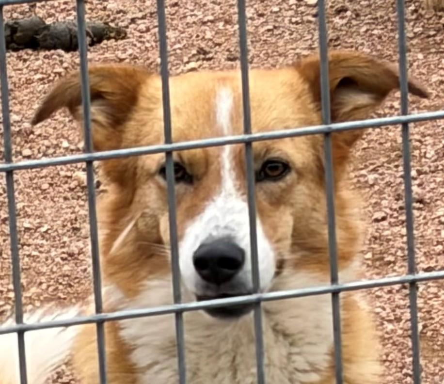 Enlarge Polly, a ADOPTABLE mixed breed in Greeley, CO image 1/2