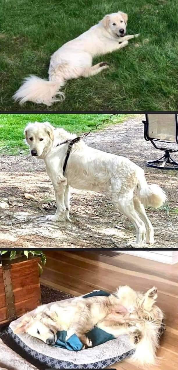 Lion, Adoptable, Adult Male Great Pyrenees.