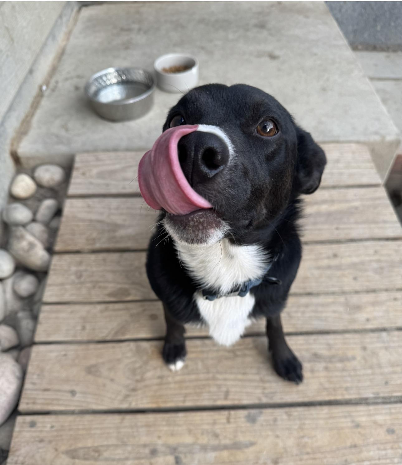 Knox, Adoptable, Young Male Border Collie.