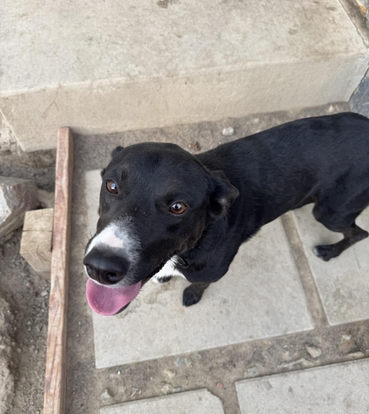 Knox, a Adoptable mixed breed in Parker, CO image 5/6