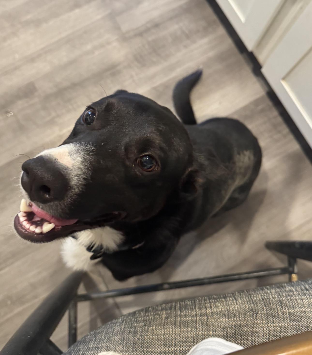 Knox, a Adoptable mixed breed in Parker, CO image 6/6