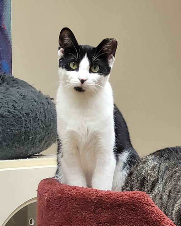 Enlarge Sadie, a ADOPTABLE Domestic Short Hair in Schaumburg, IL image 2/5