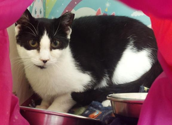 Enlarge Sadie, a ADOPTABLE Domestic Short Hair in Schaumburg, IL image 1/3