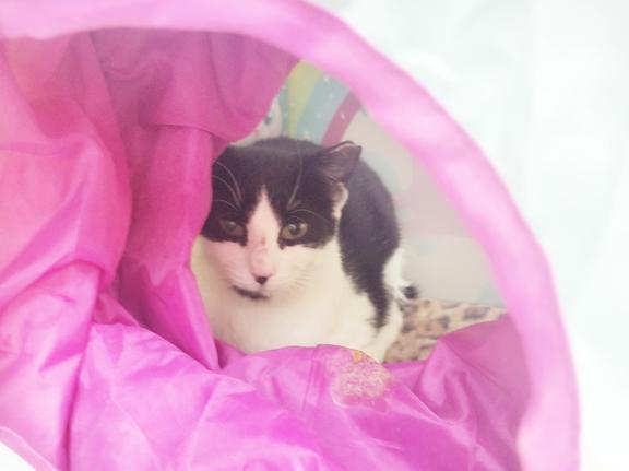 Enlarge Sadie, a ADOPTABLE Domestic Short Hair in Schaumburg, IL image 1/1