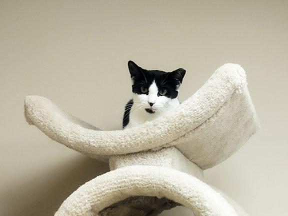 Sadie, a ADOPTABLE Domestic Short Hair in Schaumburg, IL image 5/5