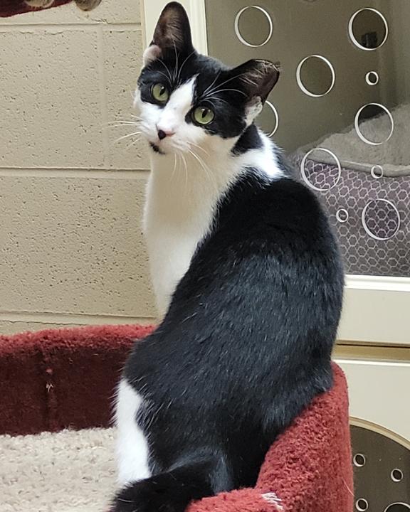 Sadie, ADOPTABLE, Young Female Domestic Short Hair.