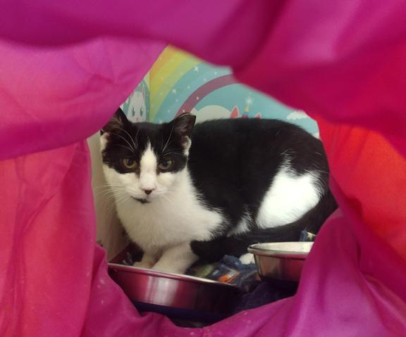 Enlarge Sadie, a ADOPTABLE Domestic Short Hair in Schaumburg, IL image 2/3