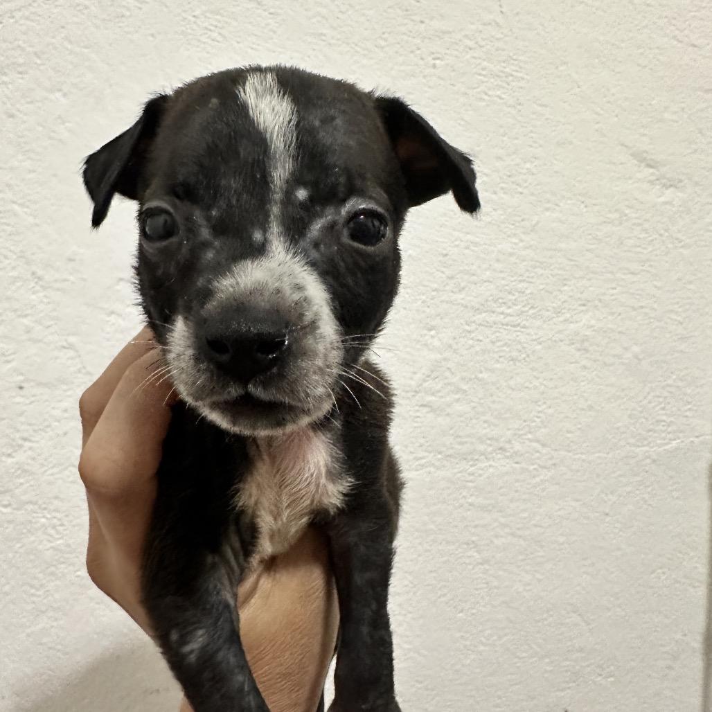 Nostradamus, Adoptable, Puppy Male Mixed Breed.