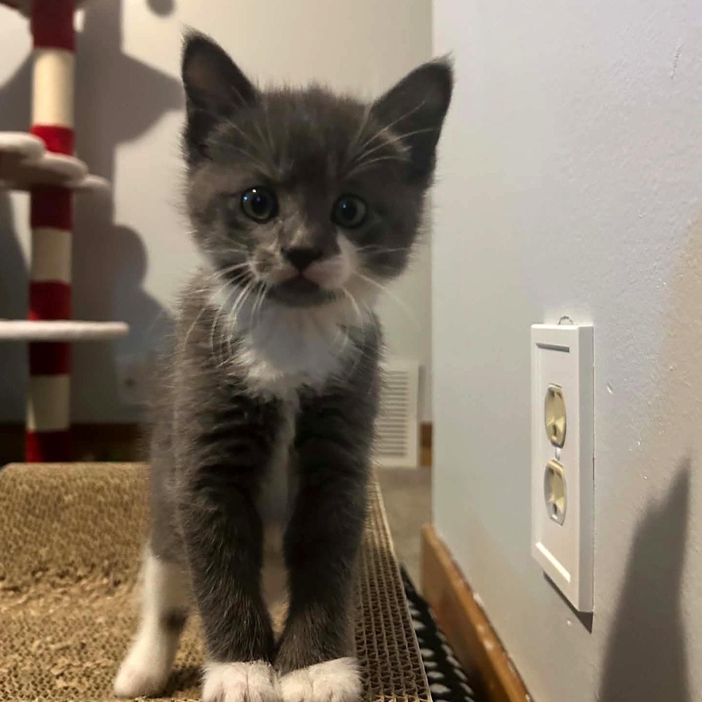 Enlarge Chowder, a Adoptable Domestic Short Hair in Minneapolis, MN image 2/4
