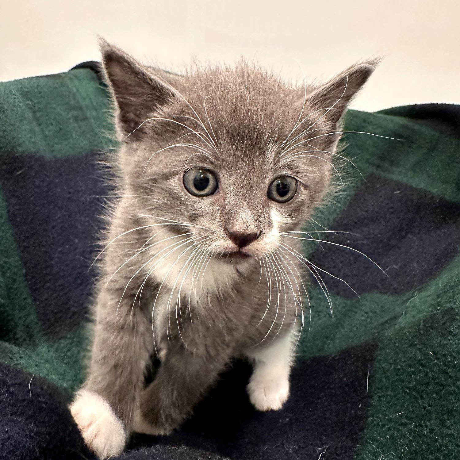 Enlarge Chowder, a Adoptable Domestic Short Hair in Minneapolis, MN image 3/4