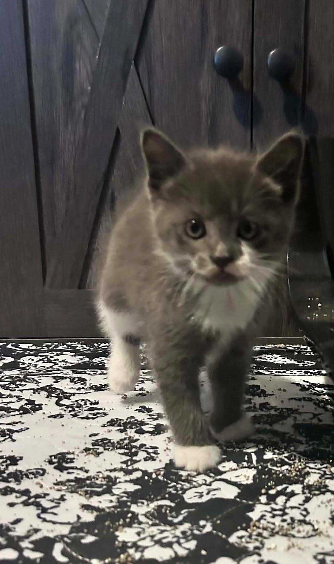 Enlarge Chowder, a Adoptable Domestic Short Hair in Minneapolis, MN image 4/4